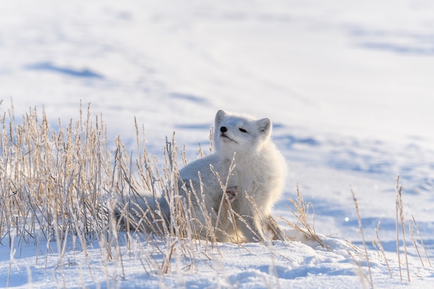 Raposa do Ártico na tundra siberiana no inverno.