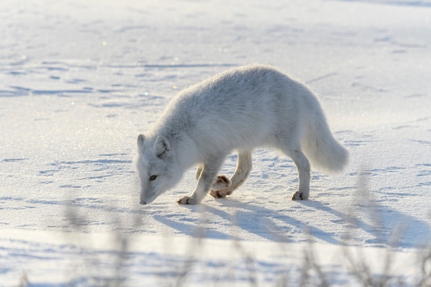 Raposa do Ártico na tundra siberiana no inverno.