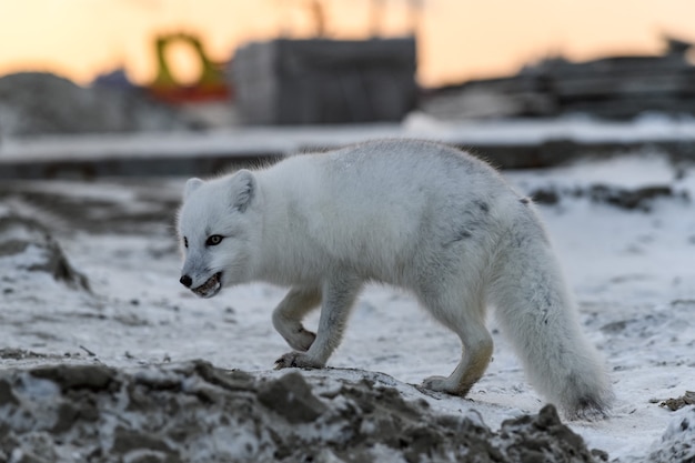 Raposa do Ártico no inverno na tundra siberiana ao pôr do sol.