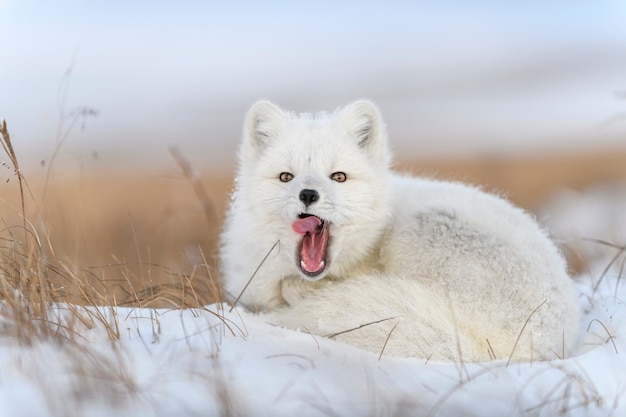 Raposa do Ártico no inverno na tundra siberiana close-up.