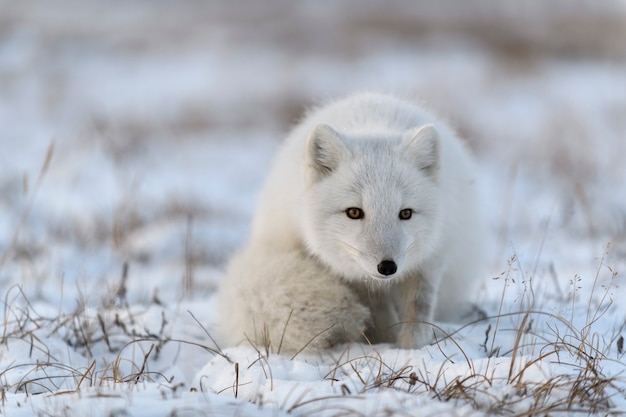 Raposa do Ártico no inverno na tundra siberiana close-up.