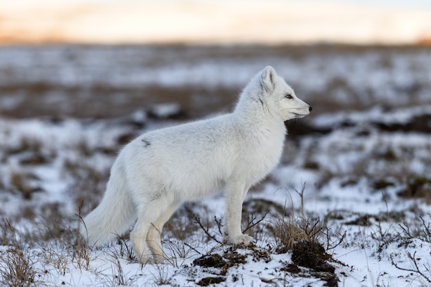 Raposa do Ártico no inverno na tundra siberiana