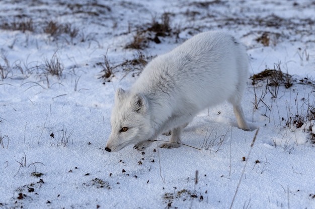 Raposa do Ártico no inverno na tundra siberiana