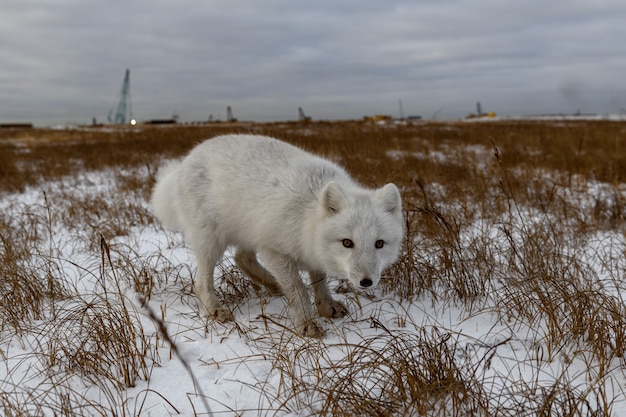 Raposa do Ártico no inverno na tundra siberiana