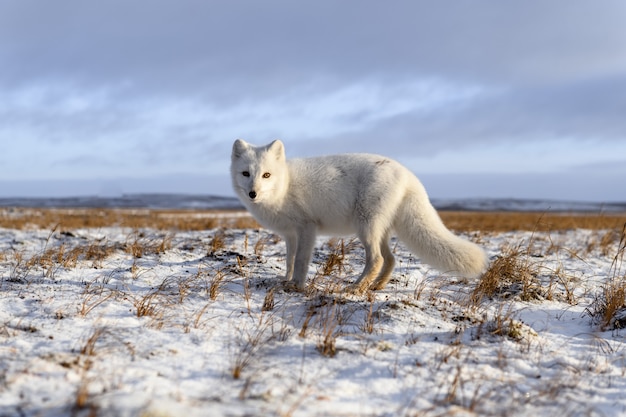 Raposa do Ártico no inverno na tundra siberiana