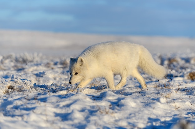 Raposa do Ártico no inverno na tundra siberiana