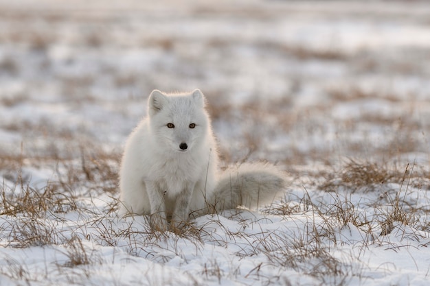 Raposa do Ártico no inverno na tundra siberiana.