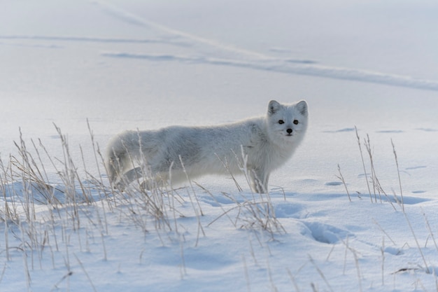 Raposa do Ártico no inverno na tundra siberiana.