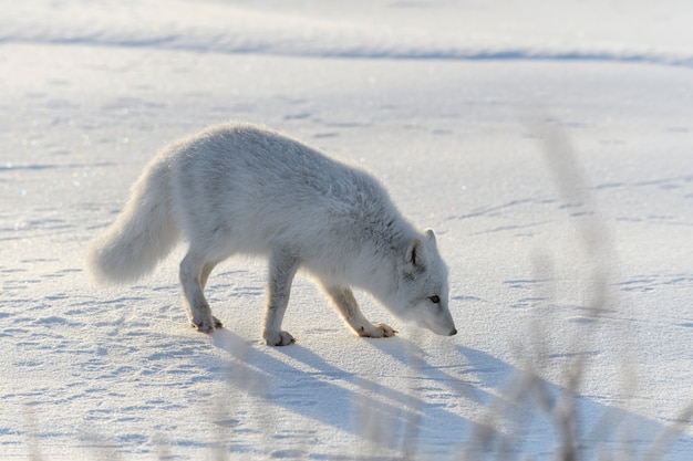 Raposa do Ártico no inverno na tundra siberiana.