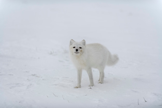 Raposa do Ártico no inverno na tundra siberiana