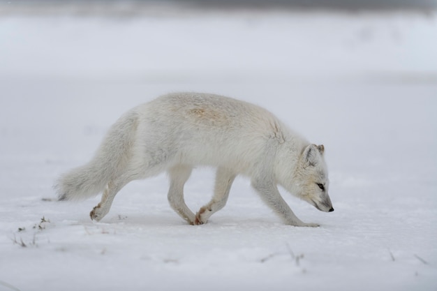 Raposa do Ártico no inverno na tundra siberiana