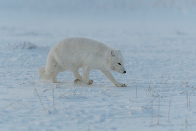 Raposa do Ártico no inverno na tundra siberiana