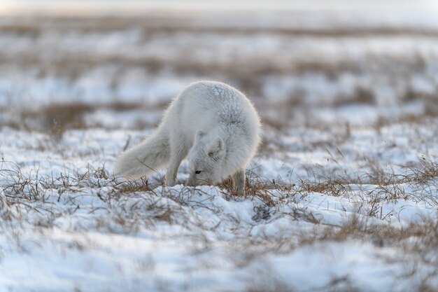 Raposa do Ártico no inverno na tundra siberiana.