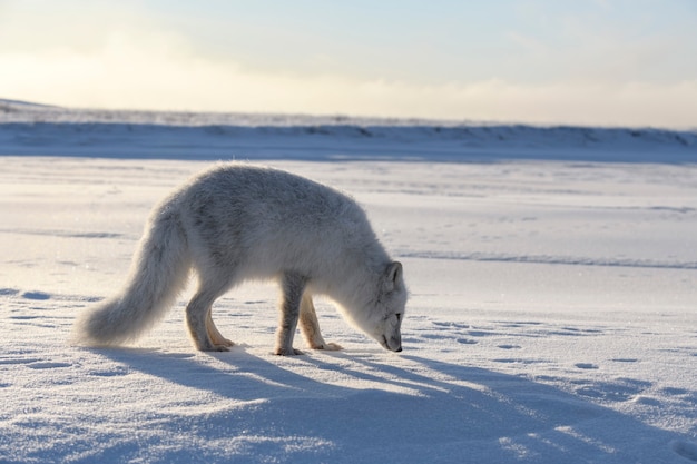 Raposa do Ártico no inverno na tundra siberiana.