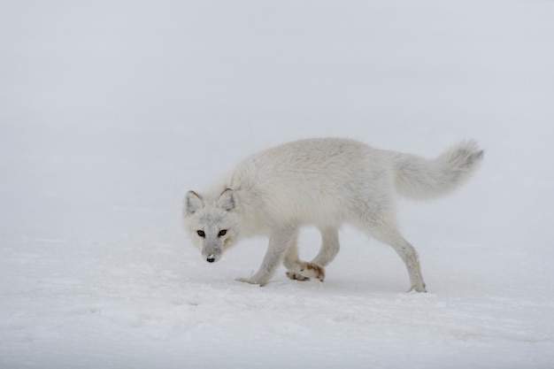 Raposa do Ártico no inverno na tundra siberiana