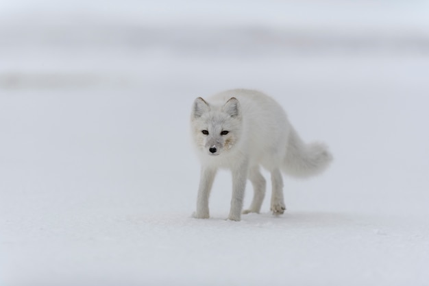 Raposa do Ártico no inverno na tundra siberiana