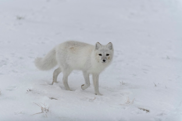 Raposa do Ártico no inverno na tundra siberiana