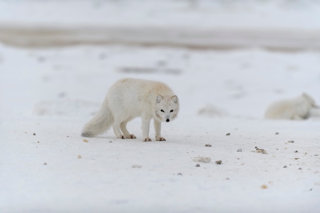 Raposa do Ártico no inverno na tundra siberiana