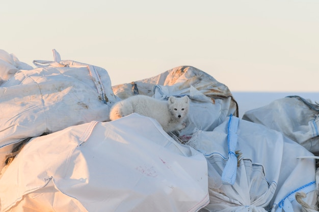 Raposa do Ártico procurando comida no lixo no inverno. Despejo na tundra