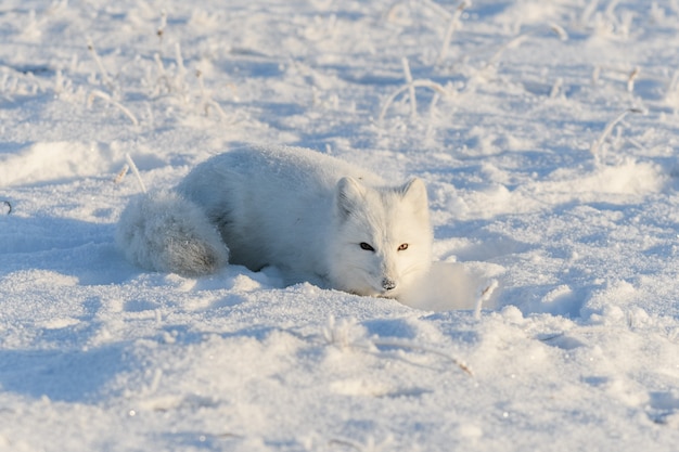 Raposa do Ártico selvagem deitada na tundra no inverno. Jogo engraçado da raposa ártica.