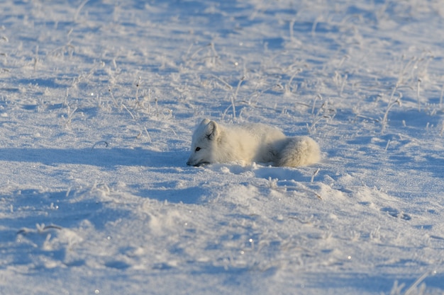 Raposa do Ártico selvagem deitada na tundra no inverno. Jogo engraçado da raposa ártica.