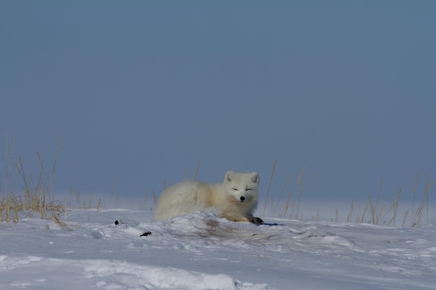 Raposa do Ártico Vulpes Lagopus enrolada em uma pilha de neve