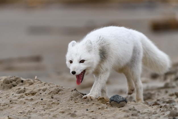 Raposa do Ártico (Vulpes Lagopus) na tundra selvagem. Raposa do Ártico com a boca aberta.