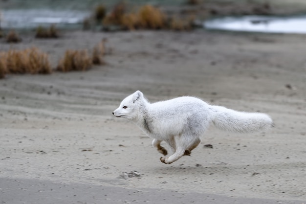 Raposa do Ártico (Vulpes Lagopus) na tundra selvagem. Raposa do Ártico correndo.