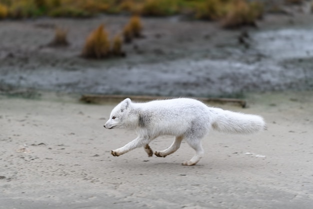 Raposa do Ártico (Vulpes Lagopus) na tundra selvagem. Raposa do Ártico correndo.