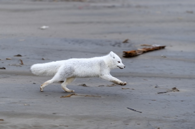 Raposa do Ártico (Vulpes Lagopus) na tundra selvagem. Raposa do Ártico correndo.