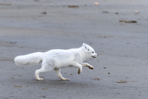 Raposa do Ártico (Vulpes Lagopus) na tundra selvagem. Raposa do Ártico correndo.