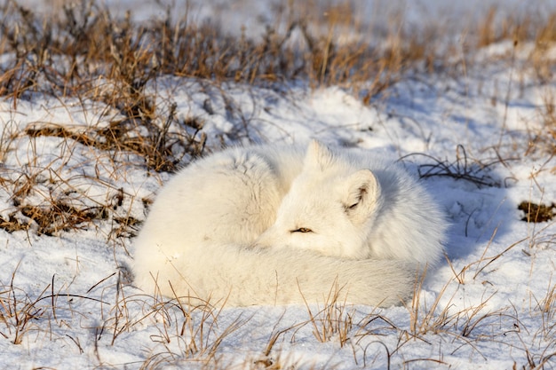 Raposa do Ártico Vulpes Lagopus na tundra selvagem Raposa do Ártico deitada dormindo na tundra