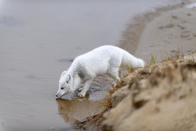 Raposa do Ártico (Vulpes Lagopus) na tundra selvagem. Raposa do Ártico na água potável da praia.
