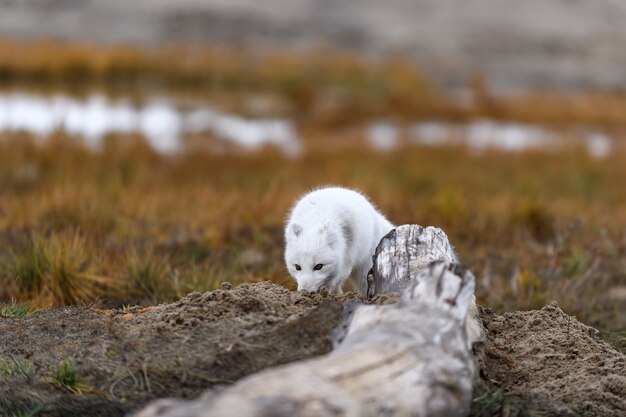 Raposa do Ártico (Vulpes Lagopus) na tundra selvagem. Raposa do Ártico na praia.