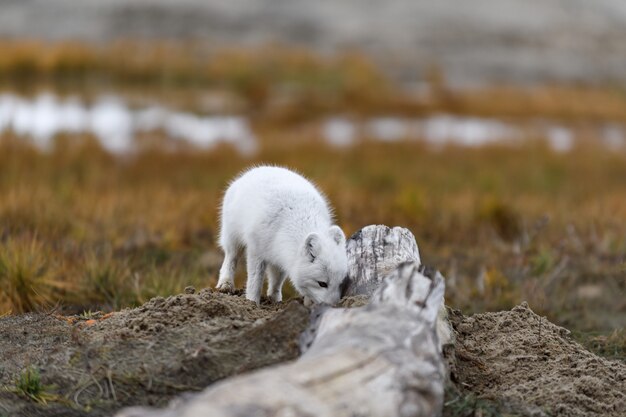 Raposa do Ártico (Vulpes Lagopus) na tundra selvagem. Raposa do Ártico na praia.