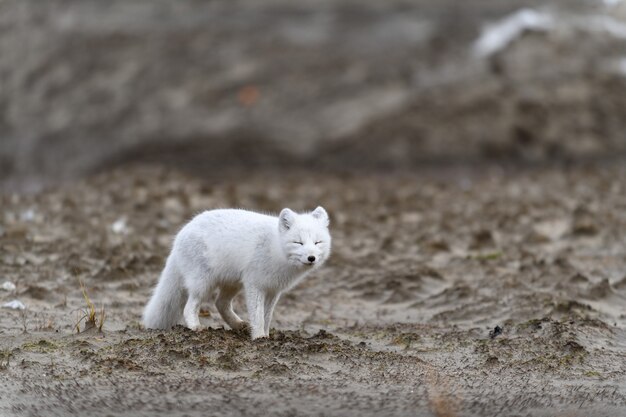 Raposa do Ártico (Vulpes Lagopus) na tundra selvagem. Raposa do Ártico na praia.