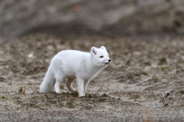 Raposa do Ártico (Vulpes Lagopus) na tundra selvagem. Raposa do Ártico na praia.