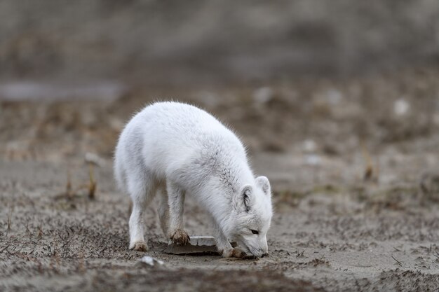 Raposa do Ártico (Vulpes Lagopus) na tundra selvagem. Raposa do Ártico na praia.