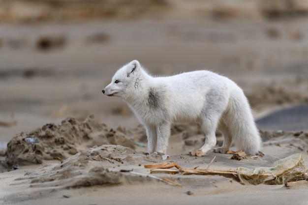 Raposa do Ártico (Vulpes Lagopus) na tundra selvagem. Raposa do Ártico na praia.