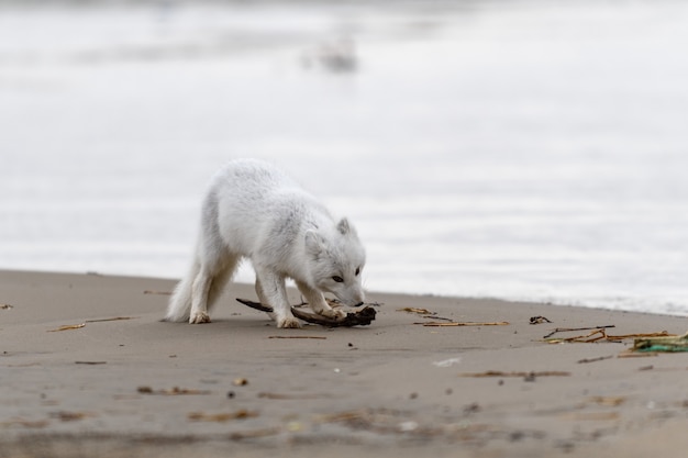 Raposa do Ártico (Vulpes Lagopus) na tundra selvagem. Raposa do Ártico na praia.