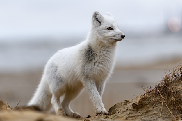 Raposa do Ártico (Vulpes Lagopus) na tundra selvagem. Raposa do Ártico na praia.