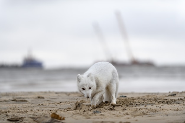 Raposa do Ártico (Vulpes Lagopus) na tundra selvagem. Raposa do Ártico na praia.