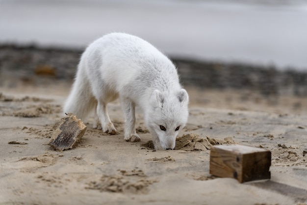 Raposa do Ártico (Vulpes Lagopus) na tundra selvagem. Raposa do Ártico na praia.