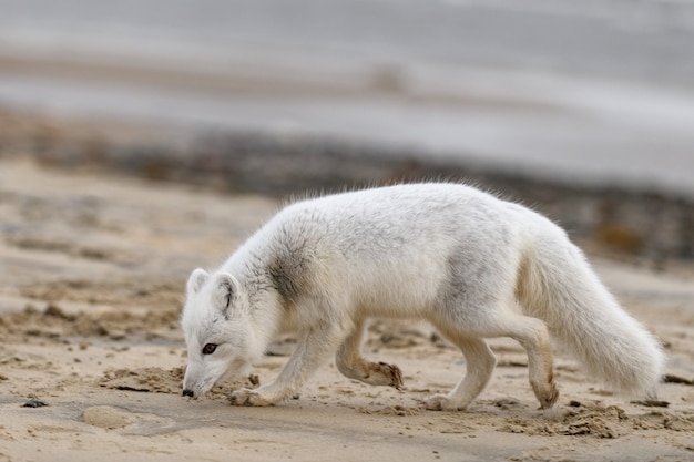 Raposa do Ártico (Vulpes Lagopus) na tundra selvagem. Raposa do Ártico na praia.