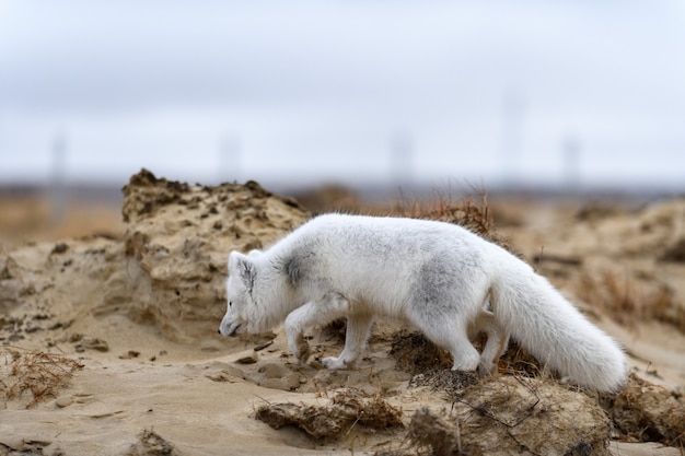 Raposa do Ártico (Vulpes Lagopus) na tundra selvagem. Raposa do Ártico na praia.