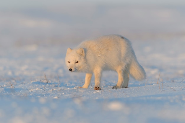 Raposa do Ártico (Vulpes Lagopus) na tundra wilde ao pôr do sol. Hora dourada.