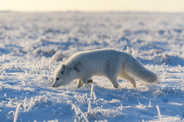 Raposa do Ártico (Vulpes Lagopus) na tundra wilde. Raposa do Ártico em pé.