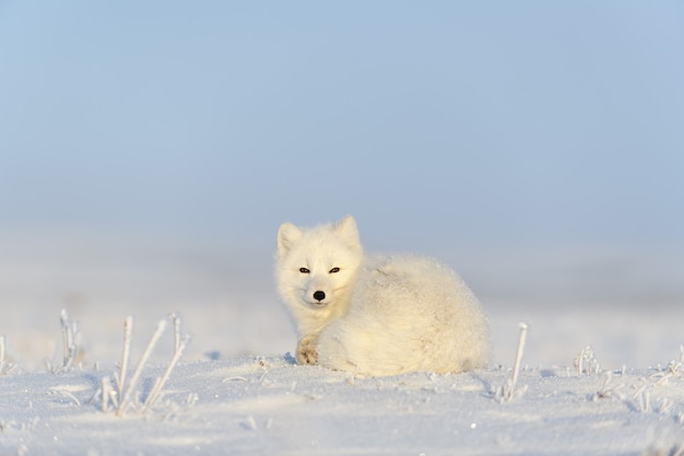 Raposa do Ártico (Vulpes Lagopus) na tundra wilde. Raposa do Ártico mentindo. Dormindo na tundra.