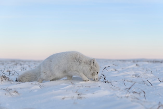 Raposa do Ártico (Vulpes Lagopus) no inverno na tundra siberiana com fundo industrial.