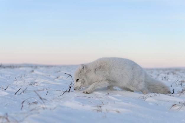 Raposa do Ártico (Vulpes Lagopus) no inverno na tundra siberiana com fundo industrial.